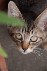 Cat looking at camera, Tokyo, Japan