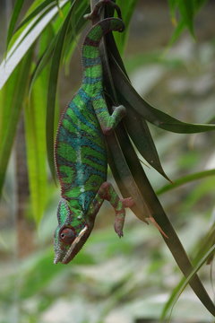 kameleon