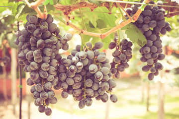 grapes with retro filter effect
