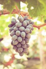 grapes with retro filter effect