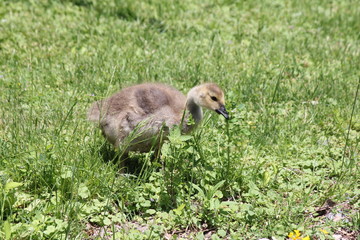 Fuzzy little goslings (Canada Geese) about 1 month old playing in the grass and foraging for food,