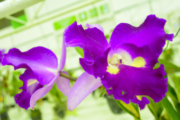 Cattleya orchid
