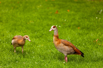 Nilgans