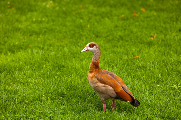 Nilgans
