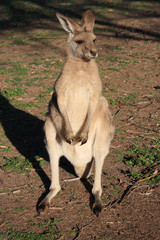 Naklejka na ściany i meble standing kangaroo in Australia