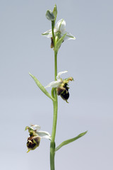 Hummel-Ragwurz, Ophrys, holoserica, Ragwurz, Orchidee