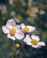 Flowers  anemones 