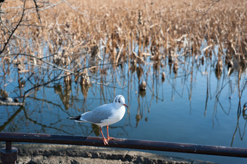Gull At Ueno Park, Tokyo, Japan
