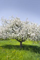 Apfelbaum in Blüte © by-studio