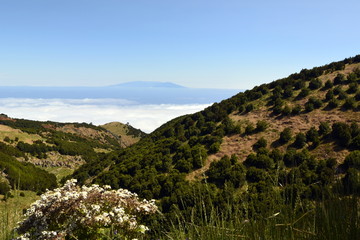 Obraz premium Flores en la meseta de Nisdafe. El Hierro. Canarias 