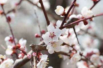 Cherry Blossoms, Tokyo, Japan