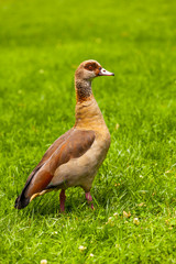 Nilgans