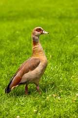 Nilgans