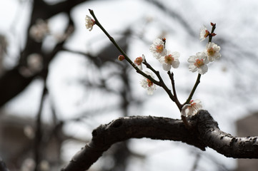 Cherry Blossoms, Tokyo, Japan