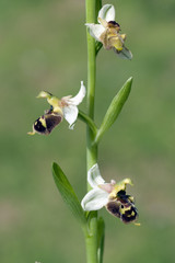 Hummel-Ragwurz, Ophrys, holoserica, Ragwurz, Orchidee