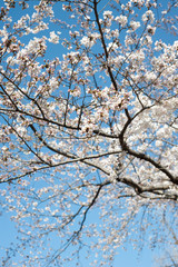 Obraz premium Cherry Blossoms, Tokyo, Japan