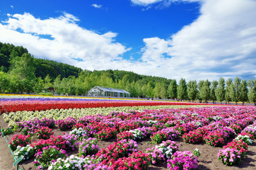 北海道　富良野の花畑