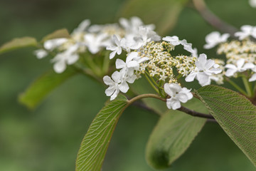 blooming viburnum