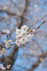 Cherry Blossoms, Tokyo, Japan