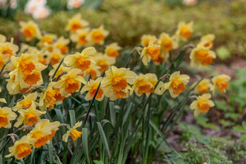 yellow daffodils