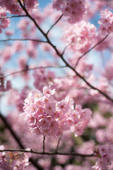 Plum Blossoms In Umegaoka, Tokyo, Japan