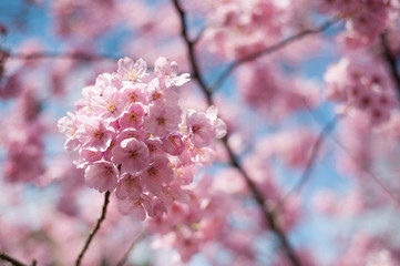 Naklejka premium Plum Blossoms In Umegaoka, Tokyo, Japan