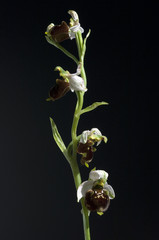 Hummel-Ragwurz, Ophrys, holoserica, Ragwurz, Orchidee