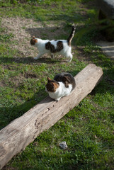 Cats in Orvieto, Terni, Italy