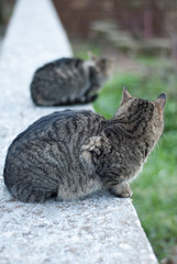 Cats in Orvieto, Terni, Italy