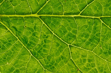 closeup plant texture background