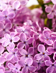 beautiful lilac background