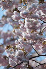 Cherry Blossoms, Tokyo, Japan