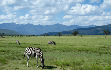 Fototapeta na wymiar Grasende Zebras in der Savanne