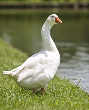 White duck on a green lawn.