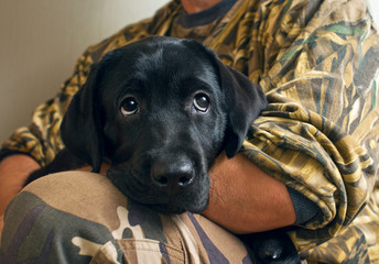 labrador puppy in the hands of the owner