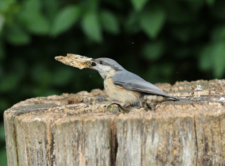 Close up of a Nuthatch removing a large piece of rotten wood from a tree stump.