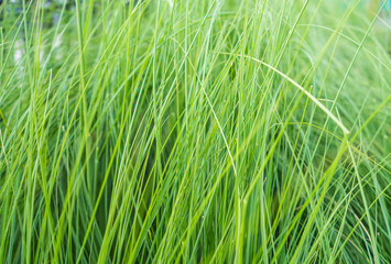 Texture of long grass growing in meadow