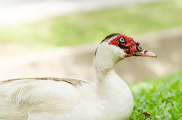 Close up of white duck