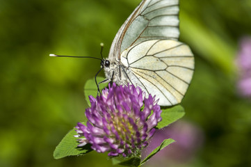 joli papillon sur une fleur