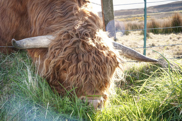 Highland bull - the Grass is greener on the other side