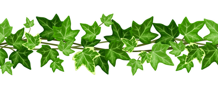 Horizontal seamless garland with ivy leaves. Vector illustration