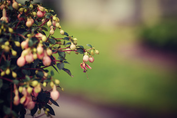 Bush group of small pink flowers fuchsia with green leaves, selective focus, shallow depth of field, toned with Instagram filters, copy space for text, green background