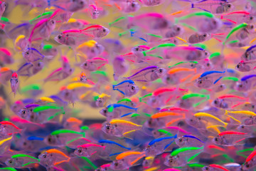 Obraz na płótnie Canvas Beautiful little fish in an aquarium