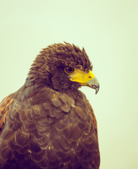 Golden Eagle ( Filtered image processed vintage effect. )