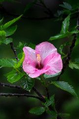 Pink China rose blooming(Hibiscus rosa-sinensis L)