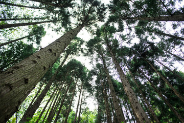 Fototapeta premium Fresh green grass, Fukushima Prefecture, Japan