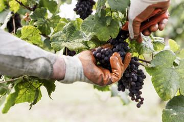 Naklejka na ściany i meble Harvesting Grapes
