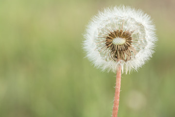 Dandelion