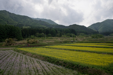 Fototapeta na wymiar Flower field in the countryside, Fukushima Prefecture, Japan