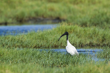 Black-headed Ibis in Pottuvil, Sri Lanka